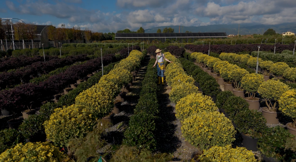 "Essere Pianta" di MDC
