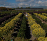 "Essere Pianta" di MDC